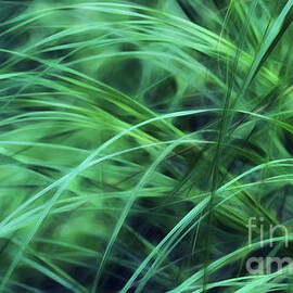 Pampas Grass Abstract by Judi Bagwell