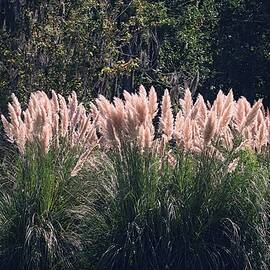 Pampas Grass by Christopher James