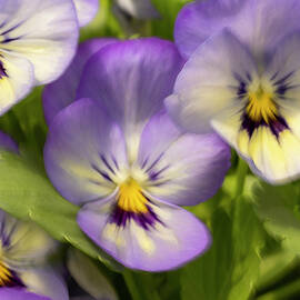 Pansies ICM  by Catherine Grassello