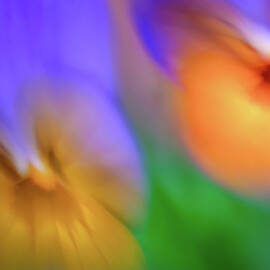 Pansy 2 by Ursula Abresch