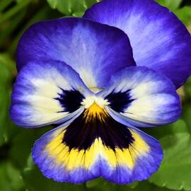 Pansy Perfection