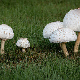 Parasol Mushroom Cluster by Patti Deters