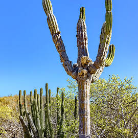 Parched Cardon Cactus by Kelley King