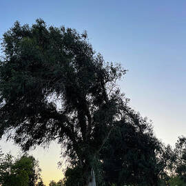 Park trees at twilight