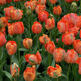 Parrot Blumex Tulip Field by Isabela and Skender Cocoli