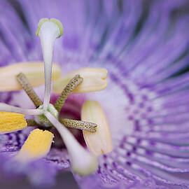 Passiflora Incarnata Macro by Marilyn DeBlock