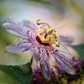Passiflora Incarnata Square by Marilyn DeBlock