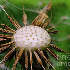 Past, Present and Future Dandelion Macro Photograph by Stephen Geisel