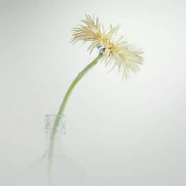 Pastel Pale Gerbera Flower by Anne Haile