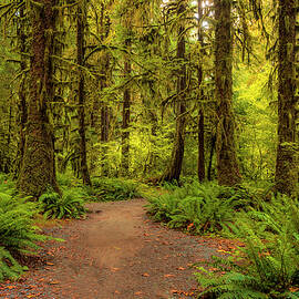 Hoh Rainforest Trail by Andrew Soundarajan