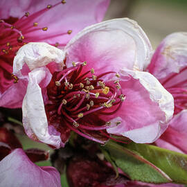 Peach Blossom Closeup 1 by Marci Beard