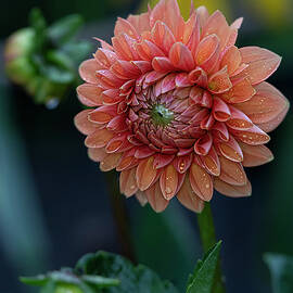 Peach Dahlia High End Flower Art Photography by Lily Malor