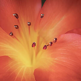 Peach Rhododendron  by Sylvia Goldkranz