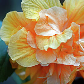 Peachy Yellow. Ruffled Hibiscus Macro by Connie Fox