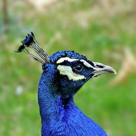 Peacock Close-up by Lyuba Filatova