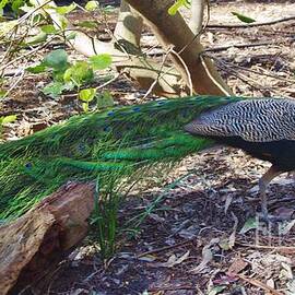 Peacock In Pinjarra, WA by Lesley Evered