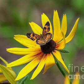 Pearl Crescent Butterfly on Glorioso Daisy by Bonnie Barry