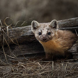 Peek A Boo by Julie Argyle
