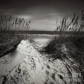 Peeking Over The Dune by Luther Fine Art