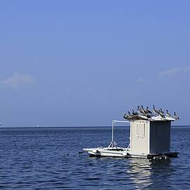 Pelican Bait Shack  by Captured by Trina M