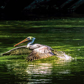 Pelican Coming in for a Landing by Norma Brandsberg