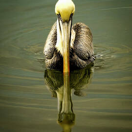 Pelican Mirrored by Norma Brandsberg