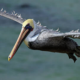 Pelican Soaring  by Shoal Hollingsworth