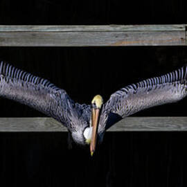 Pelican Spreading My Wings by Norma Brandsberg