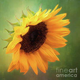 Pensive Sunflower by Anita Pollak