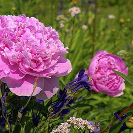 Peonies in the Garden - Georgeson Botanical Garden 2021 by Cathy Mahnke