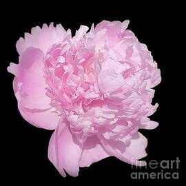 Fluffy Pink Petals   by Jeannie Rhode