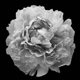 Peony by Jason DeBloois