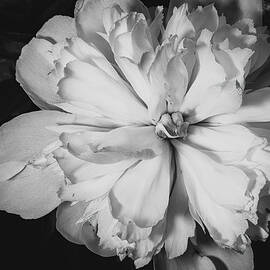 Peony Lactiflora by Ray Silva