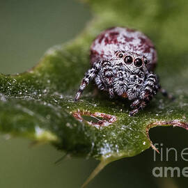 Peppered Jumping Spider on a Leaf by Stephen Geisel