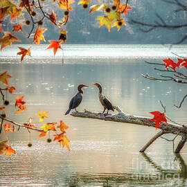 Perched Cormorants in Autumn by Robert Anastasi