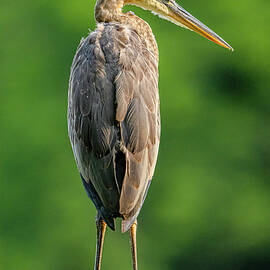 Perched Great Blue Heron #3 by Morris Finkelstein