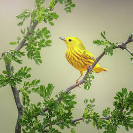 Perched Yellow Warbler South Texas