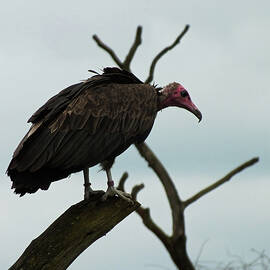 Perching Hooded Vulture by James Dower