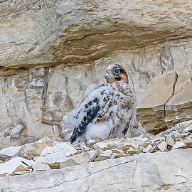 Peregrine Chick on Day 30 by Morris Finkelstein