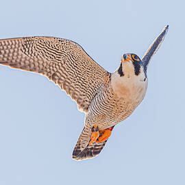 Peregrine Falcon In Flight #17 by Morris Finkelstein
