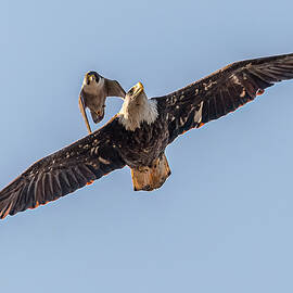 Peregrine Intercepting Bald Eagle #2 by Morris Finkelstein