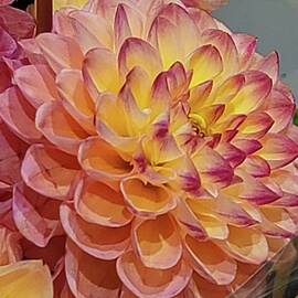 Perfect Dahlia 1  by Charlotte Gray