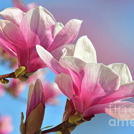 Perfect in Pink Magnolias by Regina Geoghan