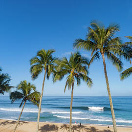 Perfect Palms At Pipe by Sean Davey