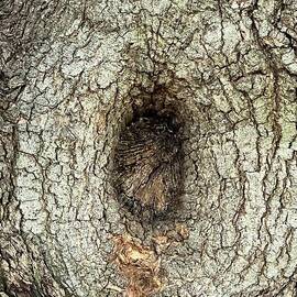 PERSEVERANCE Dont move an old tree trunk, close up by John Shiron