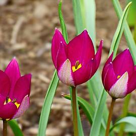 Persian Pearl Botanical Tulips by Lyuba Filatova