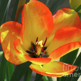 Petals of Fire - Tulip Macro by Kathryn Jones