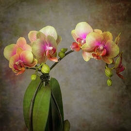 Phalaenopsis Orchid by Stephen Warren