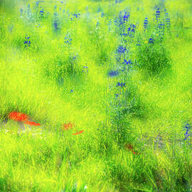 Photo Impression of Lupines in Blossom by Dubi Roman