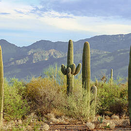 Picture Perfect Saguaros and Mountains by Katie Dobies